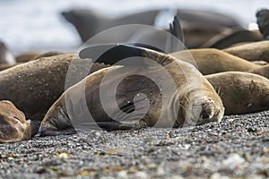 Female Sea lion beach  breeding colony,Peninsula Valdes,