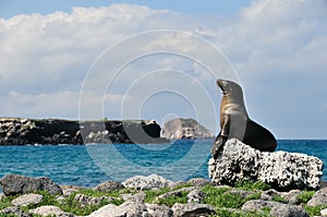 Female sea lion in the Galpagos Islands