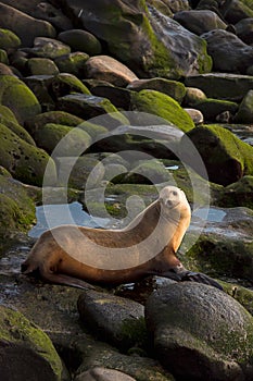 A female sea lion sitting on rocks at sunset looking at the camera in La Jolla Cove, in San Diego. Coastal beach wildlife