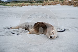 Female sea lion sleeping on the beach in Catlins Bay, New Zealand