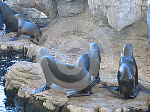 Female sea lions and pups