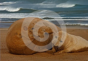 Female Seal with her pup