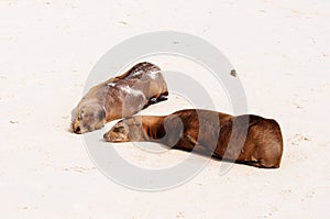 Female sealion with pup on a beach in the Galapagos