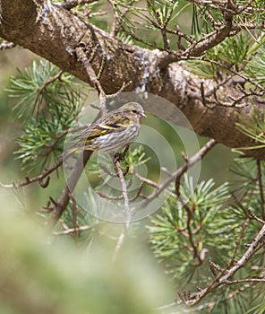 Female Serin on a pine tree