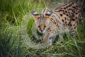 Female Serval in captivity plays at hunting with her keeper