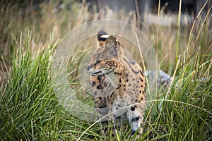 Female Serval in captivity plays at hunting with her keeper