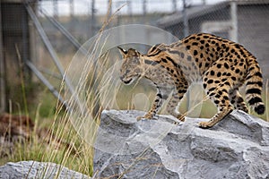 Female Serval in captivity plays at hunting with her keeper