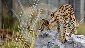 Female Serval in captivity plays at hunting with her keeper