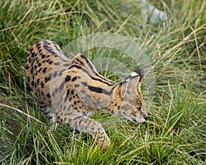 Female Serval in captivity plays at hunting with her keeper