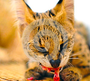 Female serval cat leptailurus serval eating/enjoying bone front view on woven mat.
