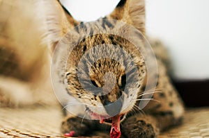 Female serval cat leptailurus serval eating/enjoying bone front view on woven mat.