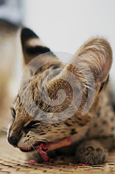 Female serval cat leptailurus serval eating/enjoying bone side view on woven mat.