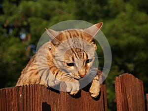 Female Serval Savannah Cat photo