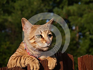 Female Serval Savannah Cat