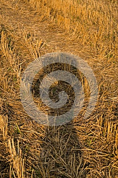 Female shadow from the setting sun on a background of dry grass on a field with hay after harvest