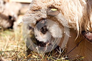 Female sheep eating in byre with the flock