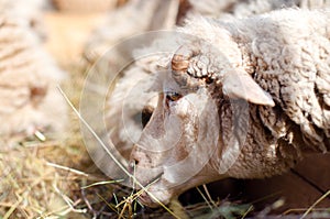 Female sheep eating grass and hay in farm