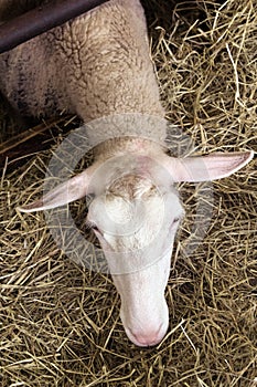 Female sheeps in sheepfold