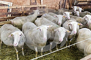 Female sheeps in sheepfold