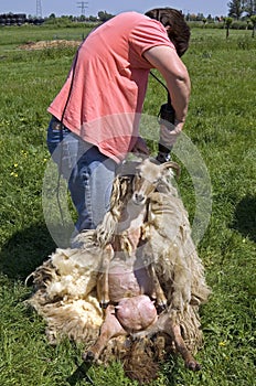 Female sheepshearer shears a sheep