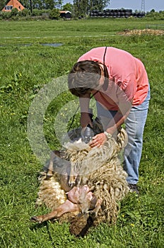 Female sheepshearer shears a sheep