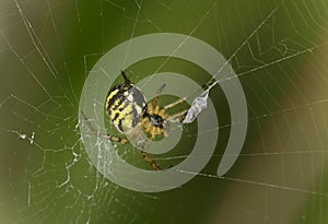 Female Sheetweaver spider with prey