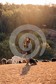 Female shepherd with a dog grazes a flock on the lawn