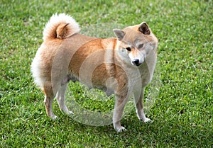 Female shiba inu dog stood on grass