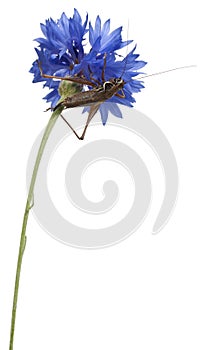 Female Shield-back Katydid