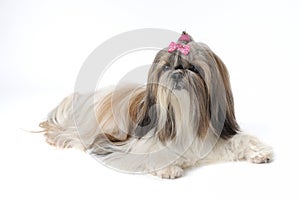 Female Shih Tzu dog