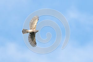 Female Shikra (Accipiter badius) soaring in the blue sky.