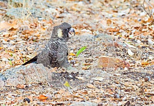 Female Short-Billed Carnaby`s Black Cockatoo