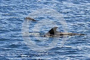 Female short-finned pilot whale, Globicephala macrorhynchus, with a calf