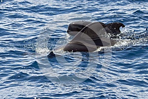 Female short-finned pilot whale, Globicephala macrorhynchus, with a calf