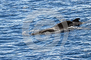 Female short-finned pilot whale, Globicephala macrorhynchus, with a calf