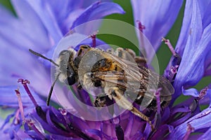 A female Short-fringed Mining Bee, Andrena dorsata on a blue flo