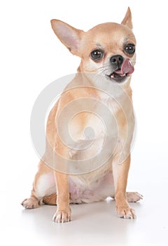 Female short haired chihuahua