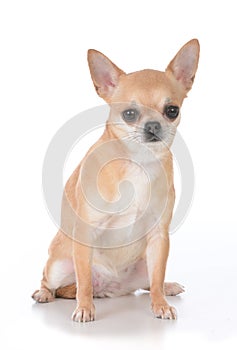 Female short haired chihuahua