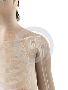 The female shoulder bones