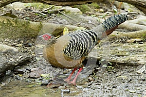 Female Siamese Fireback