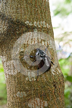 Female siamese rhinoceros beetle