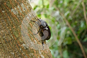 Female siamese rhinoceros beetle