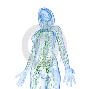 Female side view Lymphatic system