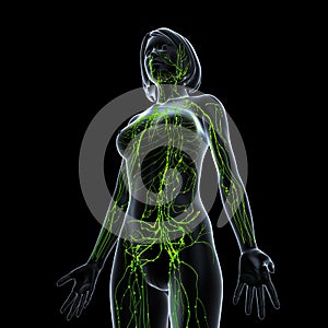 Female side view Lymphatic system