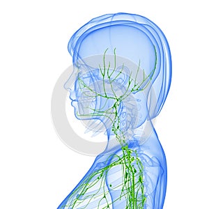 Female side view Lymphatic system photo