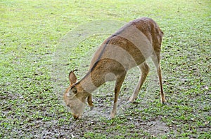 Female Sika Deer