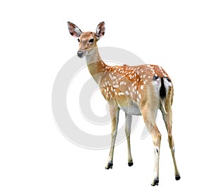 Sika deer photo