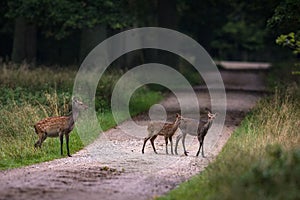 Female Sika deer with two fawns crossing the road in a forest in Denmark
