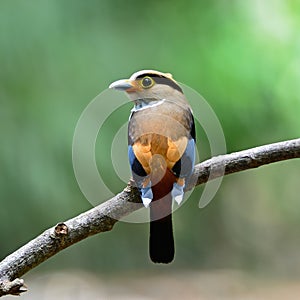 Female Silver-breasted Broadbill