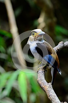 Female Silver-breasted Broadbill (Serilophus lunatus)